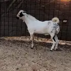 تيس بيشي اكحل