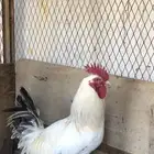 ثلاث ديك تركي