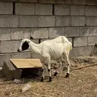 نعجه قريبه