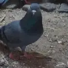 حمام ساجل العدد 6 ث