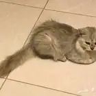 قطة مجانا