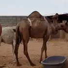 خلفه صفراء للبيع