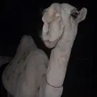 بكره مفروده طيبه كفو كفو كفو السوم 50