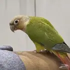 بغباء كنيور اناناس اليف