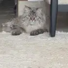 قط للتبني
