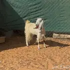 عنز ثنيه ورخال حريات ذبايح