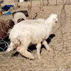 خروف ذبيحة نجدي