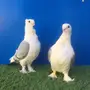 أجواز حب رمان بإنتاجهم