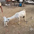 ماعز بيشي منتوج بخبشه وتيس