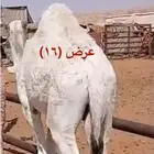 حاشي بري بلدي