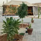 منتجع واسع و متكامل للإيجار اليومي في العمارية