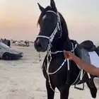 حصان للبيع تم البيع