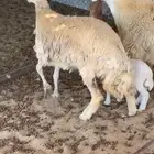 جذعه تحتها رخل