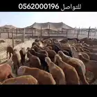 خرفان سواكن