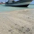 طلعه فرديه الرايس اليوم الخميس