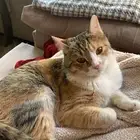قطه لتبني