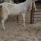 عنز مطوره فاخره بيضاء