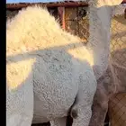 قعود حاشي كفو نظيف ومشروط