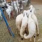أعرض لكم طليان سواكني مرابي ثلاث اشهر السعر870