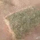 حايل برسيم طيب 7800 حبه موجودين بحائل سعر كويس ومناسب