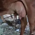 بقره معه عجل مشاءالله وتبارك الله