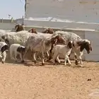 غنم نعيم اتوام 7 تحتها 14