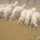 بهم كفو
