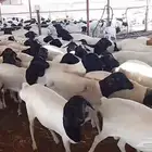 خرفان برابر للبيع جملة