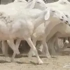 غنم خلفات العدد 7 تحتها 7