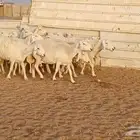 غنم نعيم وحري ونجد 750 حد بيع