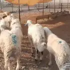 خرفان شبيه الحري