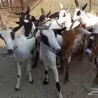 معزا مقاني جنوبيه صغار سن وسعر طيب بالحيل