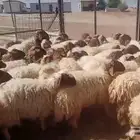 غنم نعيم رخال