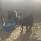 ماعز عوارض