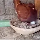 مودينا أرجنت أحمر