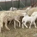 أعرض لكم غنم حريات خلفات حرش جروم ورتفاع ما شاء الله