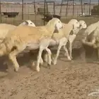 أعرض لكم رخال حريات دفيع ومضاريع مراح وحده اخوات بعض