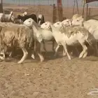 ما شاء الله وتبارك الله أعرض لكم غنم حريات دفيع مفاصيل
