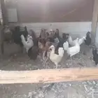 للبيع دجاج