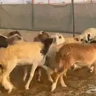 غنم سواكني رخال