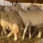 أعرض لكم اليوم غنم حريات دفيع ماشاء الله تبارك الله المغنى