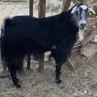 تيس فحل مشروط