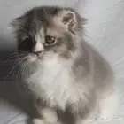 عروض للبيع سكوتش فولد