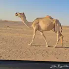 ضروبه طيبه