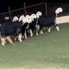 رخال نجد صنف