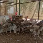 دجاج رومي