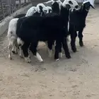 للبيع رخال نجد