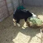 رخله نجديه للبيع