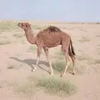 قعود للبيع عمره 5 شهور