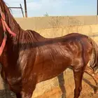 حصان واهو معسوف